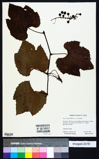 Vitis aestivalis var. aestivalis image