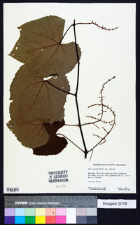 Vitis aestivalis var. aestivalis image