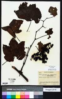 Vitis aestivalis var. aestivalis image