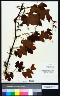 Vitis aestivalis var. aestivalis image