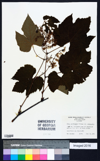Vitis aestivalis var. aestivalis image