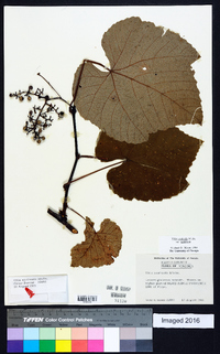 Vitis aestivalis var. aestivalis image