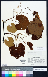 Vitis aestivalis var. aestivalis image