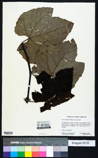 Vitis aestivalis var. aestivalis image