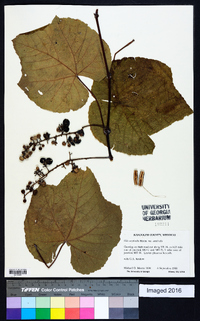 Vitis aestivalis var. aestivalis image