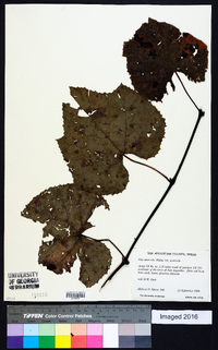 Vitis aestivalis var. aestivalis image