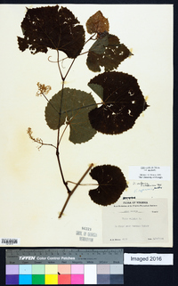 Vitis aestivalis var. aestivalis image