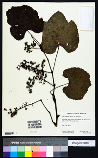 Vitis aestivalis var. aestivalis image