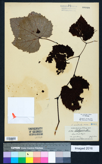 Vitis aestivalis var. aestivalis image