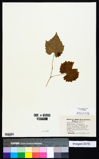 Vitis aestivalis var. aestivalis image