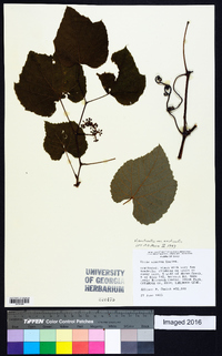 Vitis aestivalis var. aestivalis image