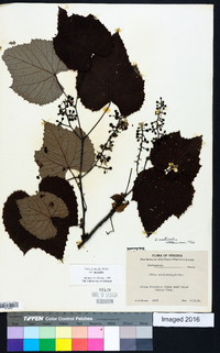 Vitis aestivalis var. aestivalis image