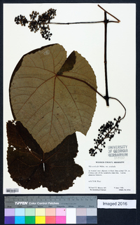 Vitis aestivalis var. aestivalis image