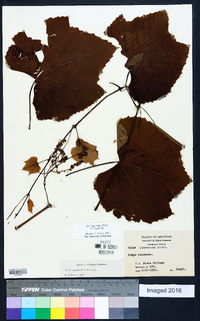 Vitis aestivalis var. aestivalis image