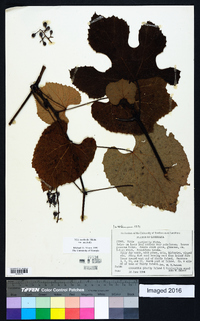 Vitis aestivalis var. aestivalis image