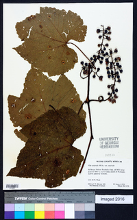 Vitis aestivalis var. aestivalis image