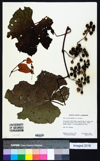 Vitis aestivalis var. aestivalis image