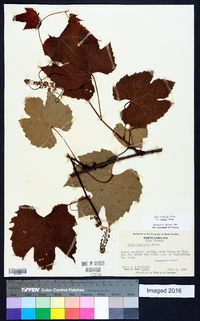 Vitis aestivalis var. bicolor image