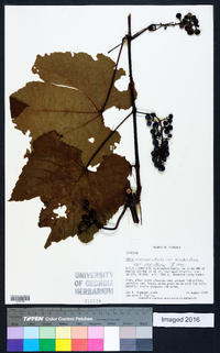 Vitis aestivalis var. bicolor image