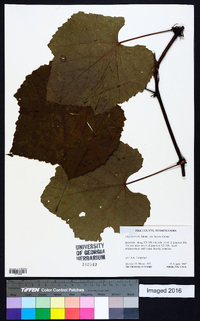 Vitis aestivalis var. bicolor image