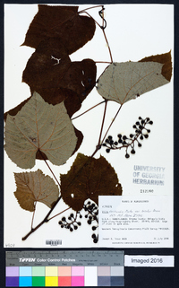 Vitis aestivalis var. bicolor image