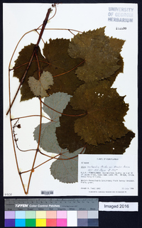 Vitis aestivalis var. bicolor image