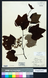 Vitis aestivalis var. bicolor image