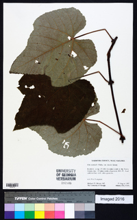 Vitis aestivalis var. bicolor image