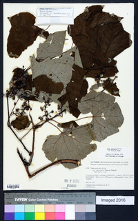 Vitis aestivalis var. bicolor image