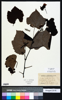 Vitis aestivalis var. bicolor image