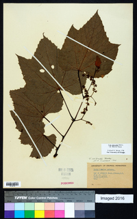 Vitis aestivalis var. bicolor image