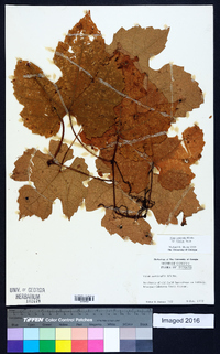 Vitis aestivalis var. bicolor image