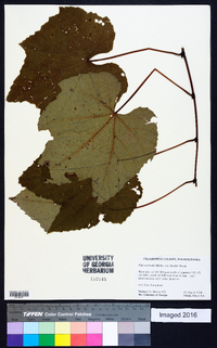 Vitis aestivalis var. bicolor image