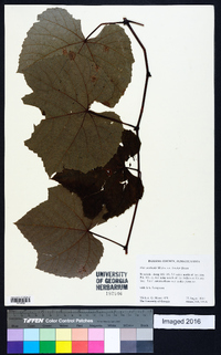 Vitis aestivalis var. bicolor image