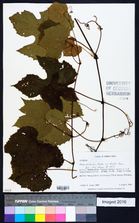 Vitis aestivalis var. bicolor image