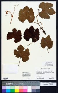 Vitis aestivalis var. lincecumii image