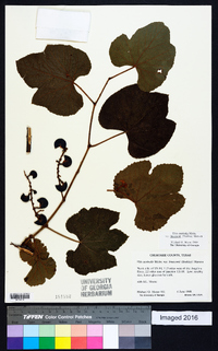 Vitis aestivalis var. lincecumii image