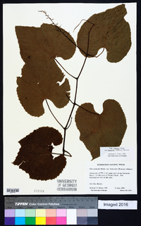 Vitis aestivalis var. lincecumii image