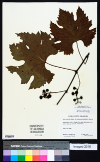 Vitis aestivalis var. lincecumii image