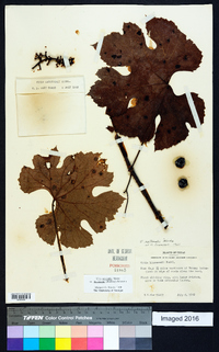 Vitis aestivalis var. lincecumii image