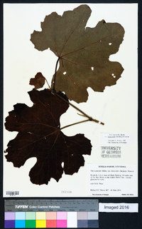 Vitis aestivalis var. lincecumii image