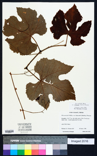 Vitis aestivalis var. lincecumii image