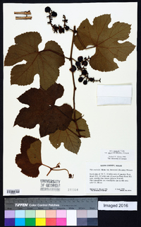 Vitis aestivalis var. lincecumii image