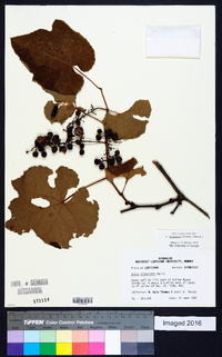 Vitis aestivalis var. lincecumii image