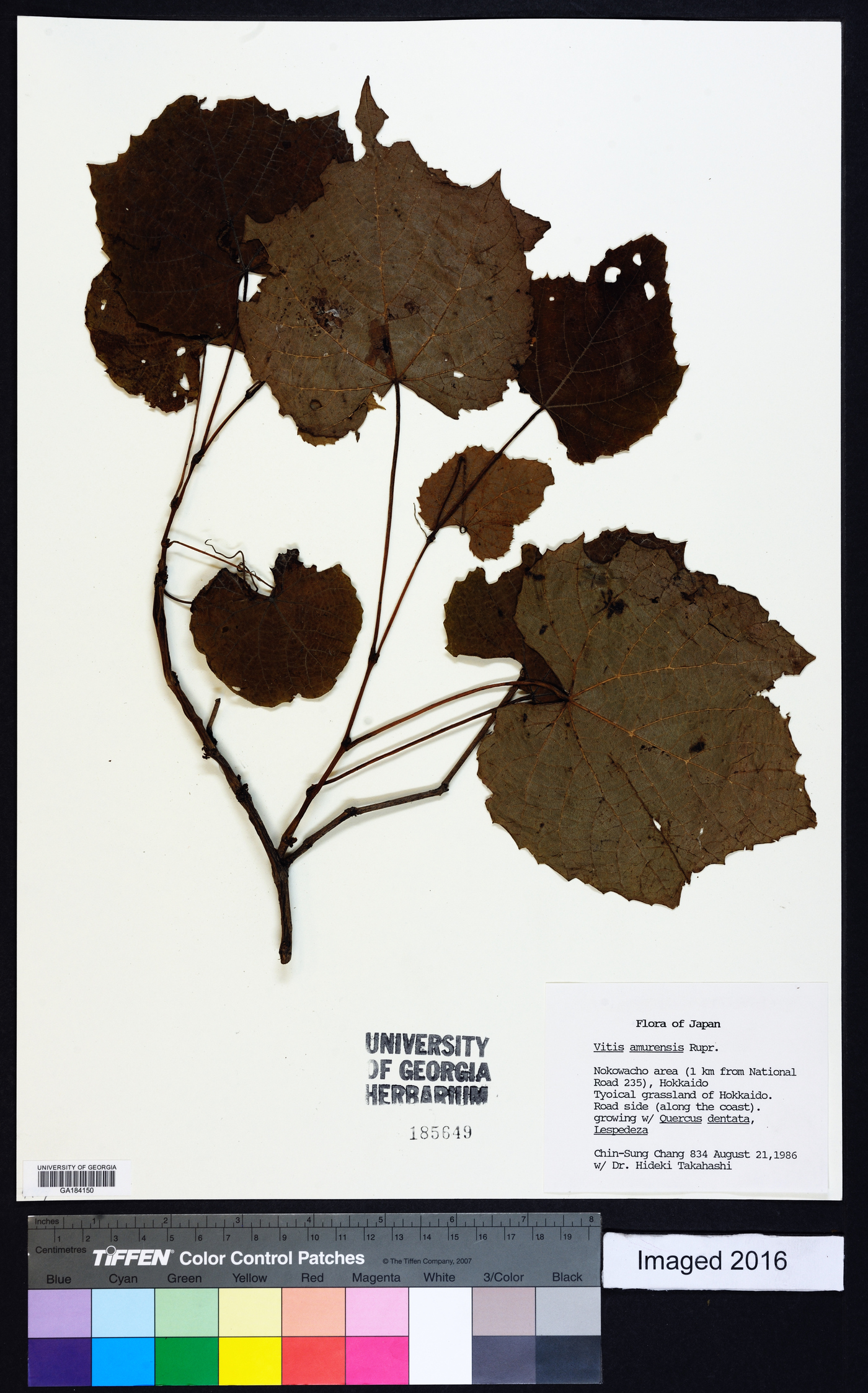 Vitis amurensis image