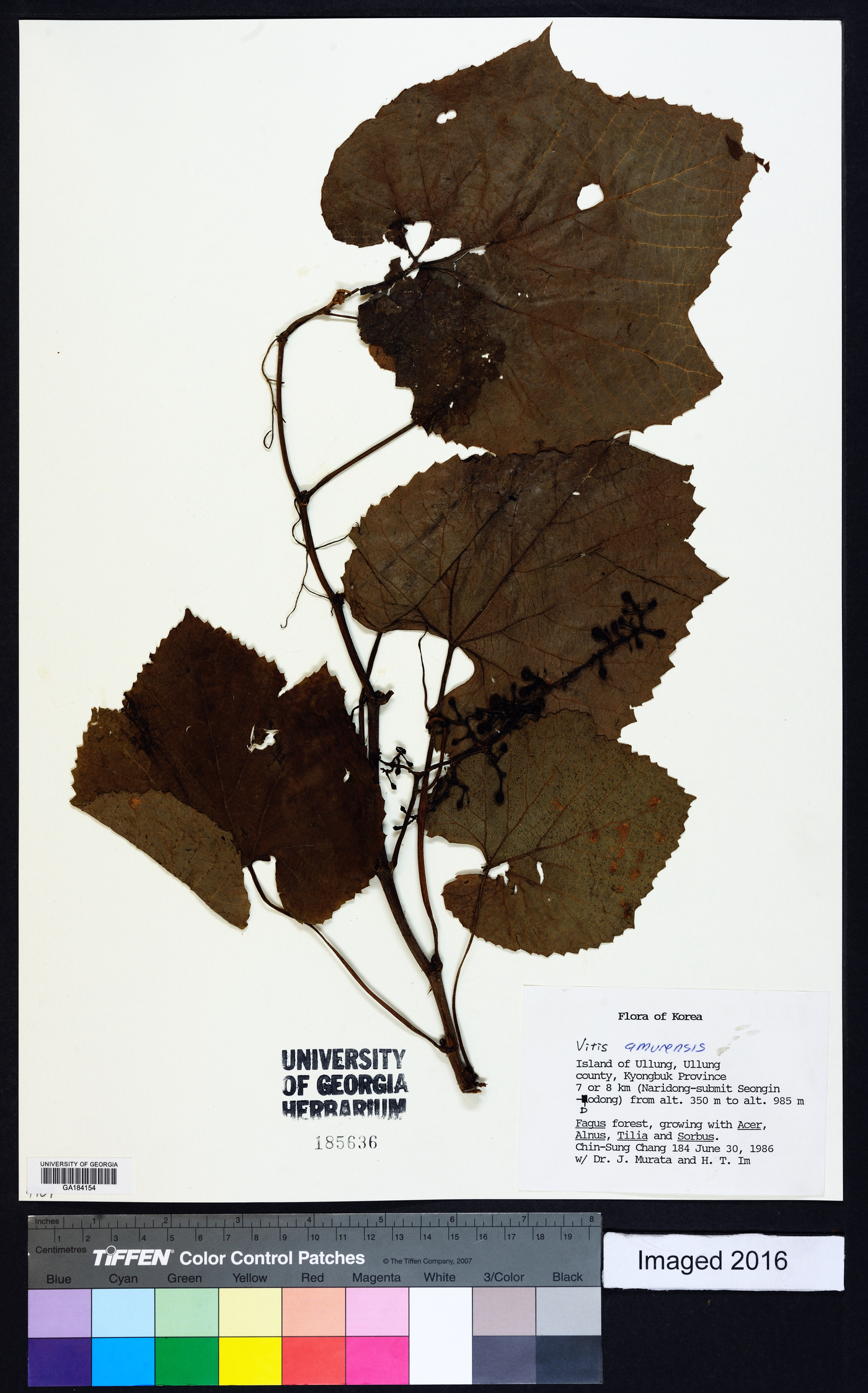 Vitis amurensis image