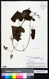 Vitis cinerea var. helleri image