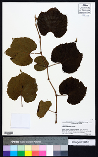 Vitis cinerea var. helleri image