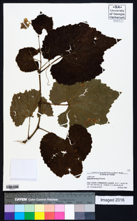 Vitis cinerea image