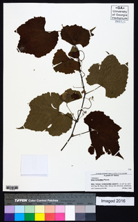 Vitis cinerea var. helleri image